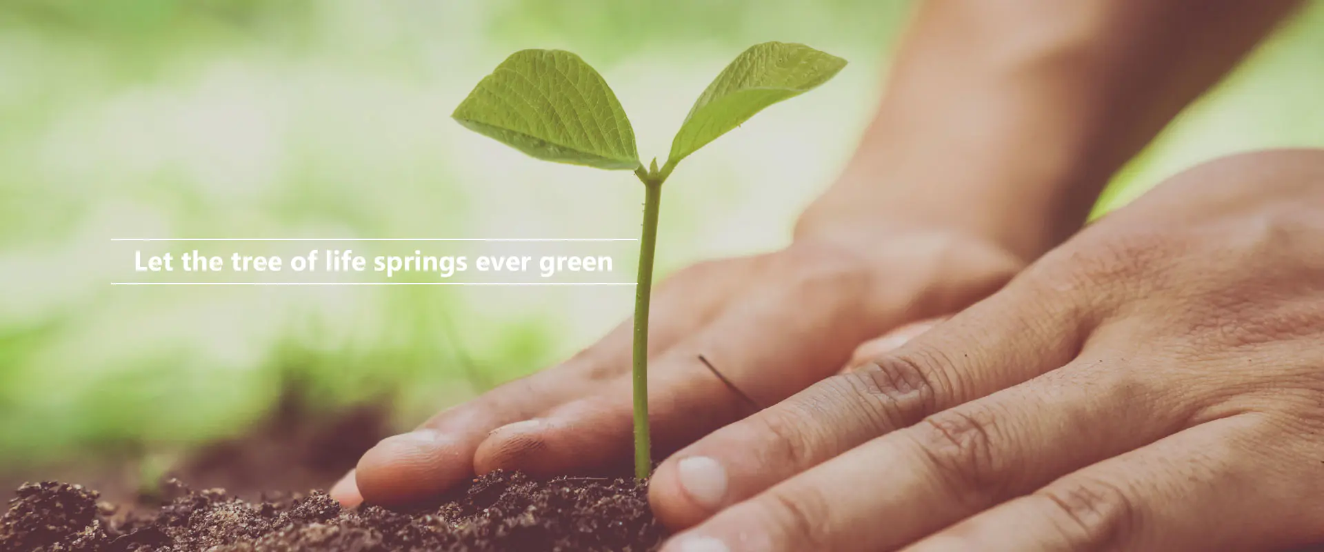 Lascia che l'albero della vita germogli sempre verde